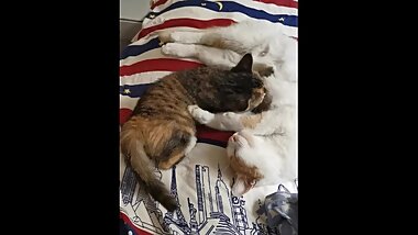 mature pregnant VS teens tits sucking and catball